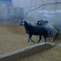 بره شیرخور و خوراک خور میش بز بزغاله بز دوقلو