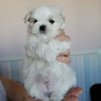 سگ تی کاپ (فنجونی) سفید/نسکافه ای