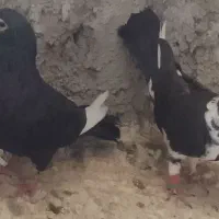 سلام کبوتر سالم بفروش میرسد چت توافقی