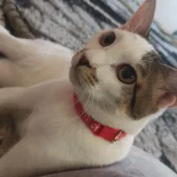 گربه گمشده|گربه|کاشمر, |دیوار