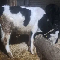 فروش یک راس گوساله نر سیمنتال