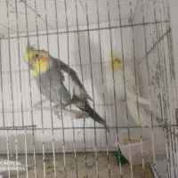 عروس هلندی لوتینو|پرنده|زاهدان, |دیوار