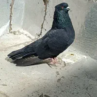 نر زاغ گردن کلفت