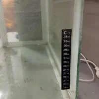 اکواریوم به طول 50 و عرض 30|ماهی|شاهینشهر, مسکن مهر|دیوار