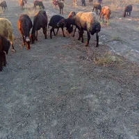 گوسفند قوچ