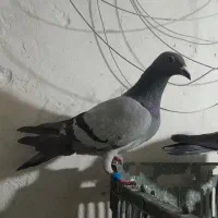 کبوترهای پلاکی ارومیه