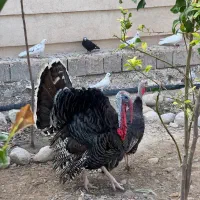 بوقلمون
