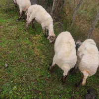 گوسفندبره نرقربونی ومیزان قیمته مقطوع