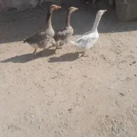 تعدادی غاز