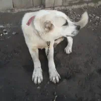 سگ ماده جوان نژادلابای