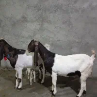 ۲ بز گلابی وکاموری اصل|حیوانات مزرعه|بروجرد, |دیوار