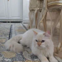 گربه پرشین بریتیش|گربه|مشهد, ابوذر|دیوار