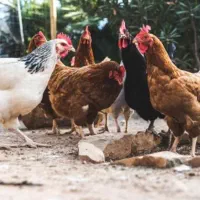 مرغ و خروس رسمی محلی