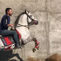 سیلمی نوه طوفان اصلی (جهت کشش)