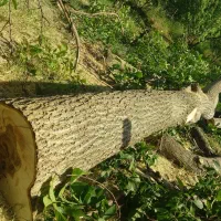 خرید و برش انواع چوب و درخت و هرس درختان لشنی|خدمات باغبانی و درختکاری|دورود, |دیوار