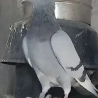 کبوتر خارجی