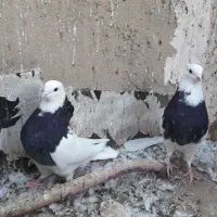 طوقی سرور|پرنده|قم, پردیسان|دیوار