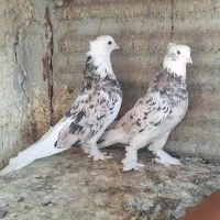 کفتر  یه جفت هما سورو کاکولی پرپا   خوش خال