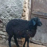 یک عدد بره ماده خوشگل شیر مست نژاد کردی اصل