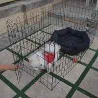 انواع پارک سگ با کیفیت و قیمت استثنایی|لوازم جانبی حیوانات|مشهد, شهید بهشتی|دیوار