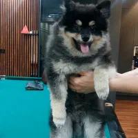 سگ پامرین بلک اندتن اصیل|سگ|کهریزک, |دیوار