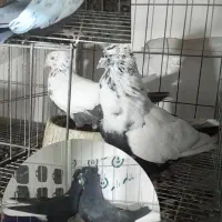 کبوتر رنگی|پرنده|اهواز, فرهنگ شهر|دیوار