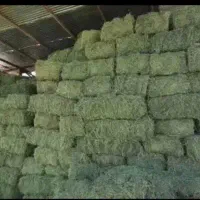 کاه یونجه پیت باگاس خارشتر جو ذرت خوراک دام