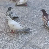 کفتر پرشی معاوضه و فروش