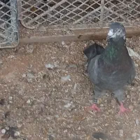 کبوتر پرشی ایرانی و پاکستانی