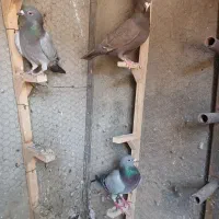 کفتر کبوتر پلاکی ارزون