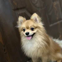 پامرانین|سگ|شاهین‌شهر, خانه کارگر|دیوار