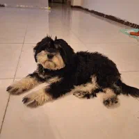 گمشده|سگ|اهواز, فاز ۱ پادادشهر|دیوار