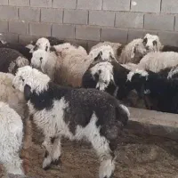 بره سرحال|حیوانات مزرعه|دهدشت, |دیوار