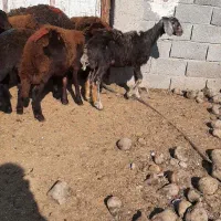 گوسفند بره طخلی ماده افشار و قره قزل اصل.|حیوانات مزرعه|فردیس, دهکده|دیوار