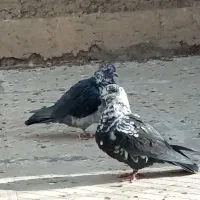 نر و ماده گرگی|پرنده|خمینی‌شهر, |دیوار