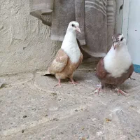 کبوتر کربلایی،کله سفید،مخمل یا همون کلاغ زرد و سرخ