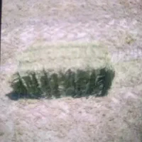 بیده درجه یک