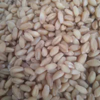 گندم کوهدشت و کتان پر مغز