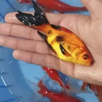 ماهی گلدفیش درشت|ماهی|نسیم‌شهر, |دیوار