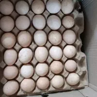 تخم غاز قوغاز افریقایی اوکراینی