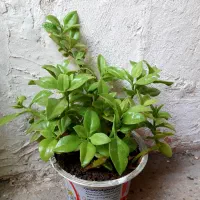 انواع گل طبیعی پر ریشه و شاداب