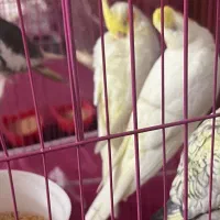 عروس هلندی دستی دونخور|پرنده|فسا, |دیوار