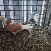 سرور|پرنده|ماکو, |دیوار