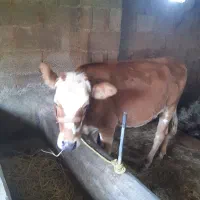 لیشه سمینتال صنعتی