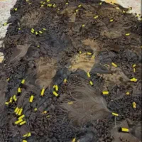 موی طبیعی و رنگی بدون واسطه