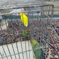 طوطی برزیلی کوتوله دون خور