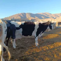 گاو شیری گوساله نر و ماده|حیوانات مزرعه|تربت جام, میان جام|دیوار