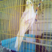 عروس هلندی باهوش آواز خوان رام