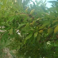 باغ ویلا|فروش خانه و ویلا|ضیاء آباد, |دیوار