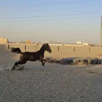 کره مادیان